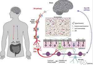 picture of intestinal lining and connections to the brain in parkinson's disease